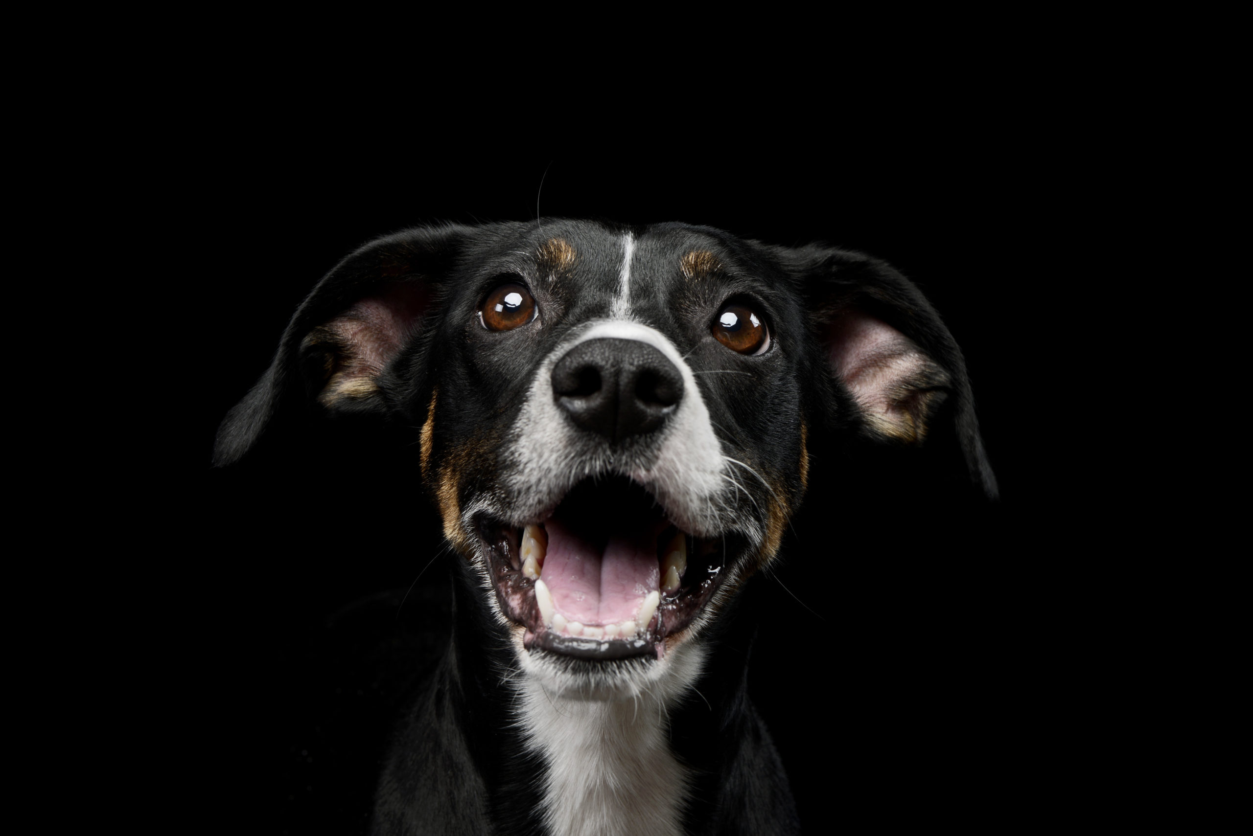 成犬の食事について Eidika Parko エディカパルコ